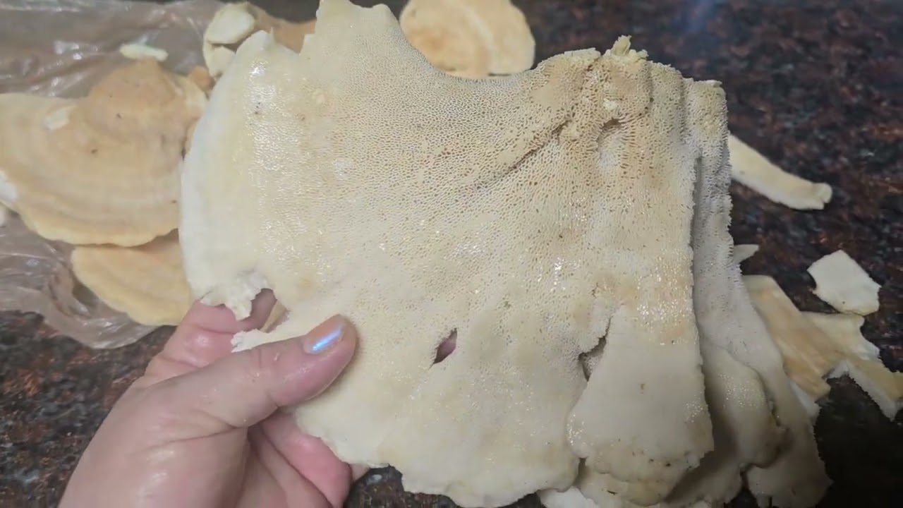 Сьедобный гриб  Chicken of the Woods лат. Laetiporus sulphureus.Edible mushroom Chicken of the Woods