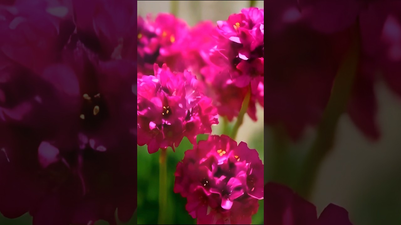 ЗАСУХОУСТОЙЧИВЫЕ ЦВЕТЫ НА ВСЕ ЛЕТО! Яркая Армерия