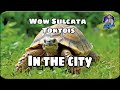 Sulcata tortois in the city turtle pagong