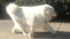 Dog Arthritis - How I saved an old dog with home treatment for canine osteoarthritis.