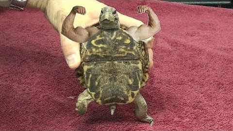 Betaflight Quick Tip: Arm and turtle mode at the same time