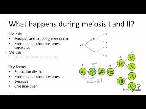 5.2.2 Meiosis I اور Meisosis II