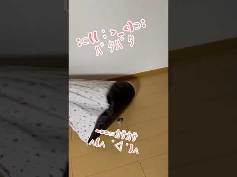 【猫動画⑥】ダイソーの猫テントで遊ぶ cat playing in a tent