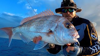 Chasing Snapper with soft - plastics (catch & clean)