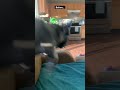 Clyde is a Psychopath and I love it!! #frenchbulldog #puppy #crazy #zoomies
