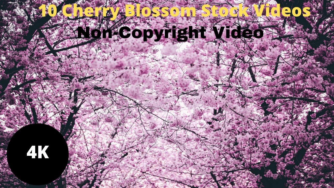 Top 10 Free Cherry Blossom Stock Videos | Royalty-Free Videos | HD Video | 4K Video | Non-Copyright