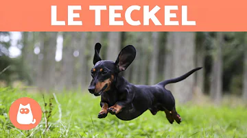 Pourquoi le Teckel est long ?