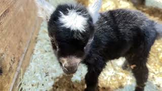 Sadie’s new born baby! #goat #cute #pygmygoat #farming