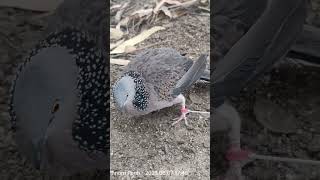 Download Lagu #terkukur_pikat #bird #dove #terkukurgacor #pigeon #peacedove #terkukurkampung #terkukurmalaysia MP3