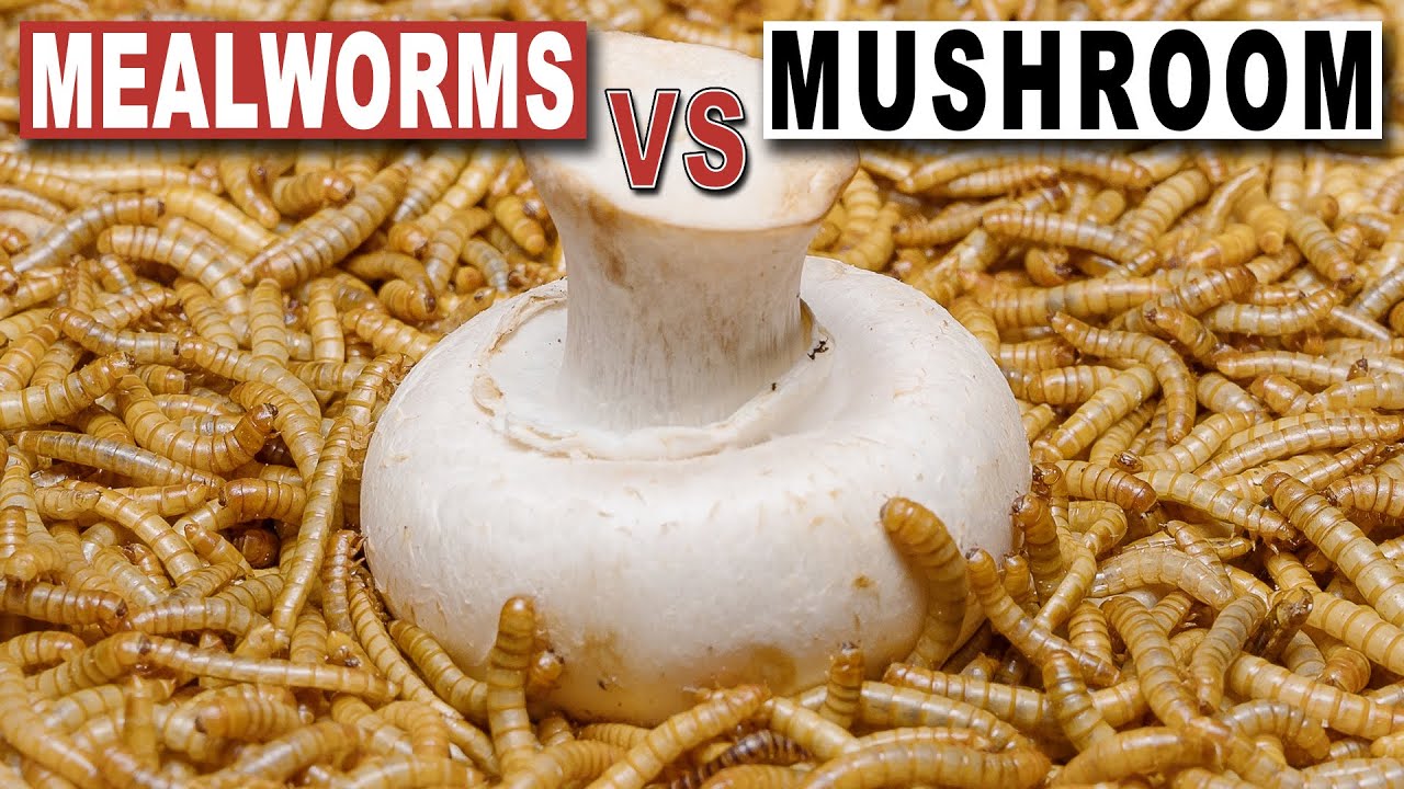 5000 MEALWORMS VS MUSHROOM, Time Lapse YouTube