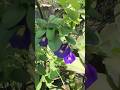 sangupoo tea #shorts #shortsfeed #ytshorts #youtubeshorts #feedshorts