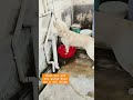 Gorom e Golu r parche na #labrador #petshub #dog #shortsviral #petlover #myanimal