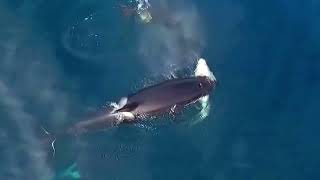 ORCA — The Super Predator That Kills Whales and Dolphins! Orca vs Blue Whale! by ANIMALBIOLOGIE 2,363 views 1 year ago 3 minutes, 15 seconds