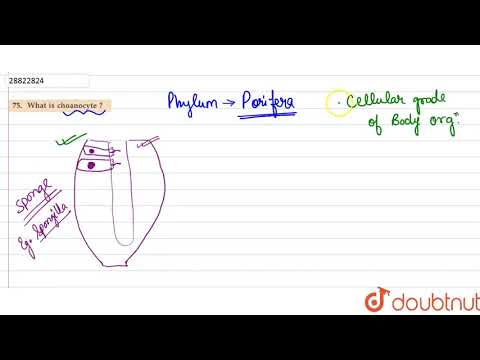 choanocyte چیست؟