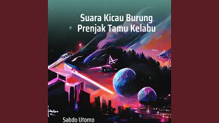 Suara Kicau Burung Prenjak Tamu Kelabu