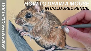How to Draw a Mouse in Coloured Pencil | Samantha Clift Art