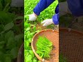 harvesting fresh green vegetables by hand and placing them into a large woven bamboo tray outside