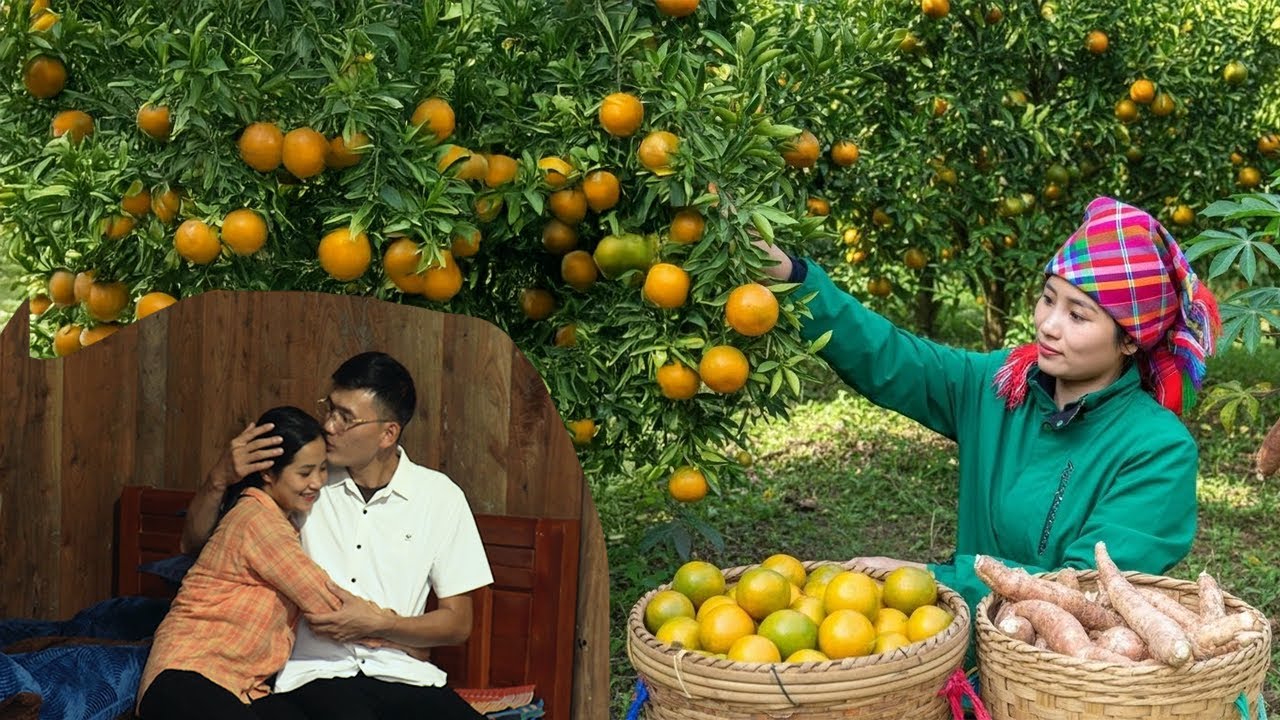 Linda Harvest and Cook: Sweet Oranges And Cassava – CEO Quang Gifts Linda Many Presents.