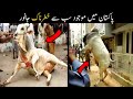 Angry Cow Qurbani 2021 in Pakistan || 2021 Qurbani kay janwar | Part 2