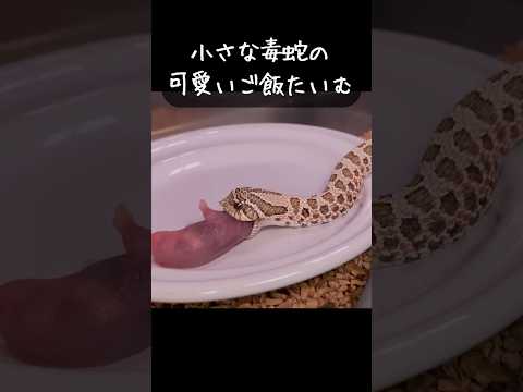 【シシバナ】小さくて可愛い毒蛇ちゃんのご飯タイム...！！！！ #爬虫類 #reptiles #セイブシシバナヘビ #シシバナ #爬虫類飼育 #vtuber #shorts