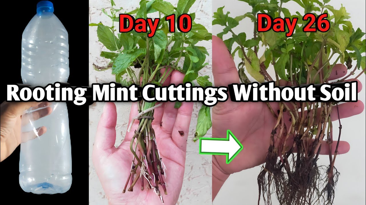 "Rooting Mint Cuttings without soil in Bottles A StepbyStep Guide