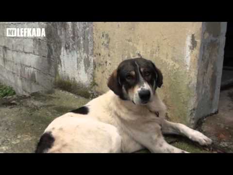 Βίντεο: Οφέλη και κίνδυνοι στείρωσης σκυλιών