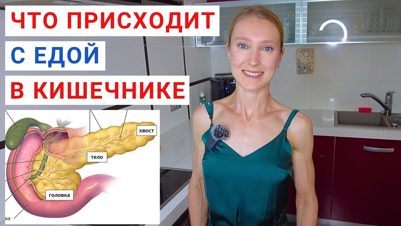 Что ДЕЛАЕТ ПОДЖЕЛУДОЧНАЯ ЖЕЛЕЗА? Что делает тонкий кишечник? Как ...