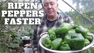 Ripen My Peppers Faster [Gardening Allotment UK] [Grow Vegetables At Home ]