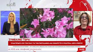 Συναγερμός για την πικροδάφνη – «Να σοβαρευτεί η Πολιτεία»