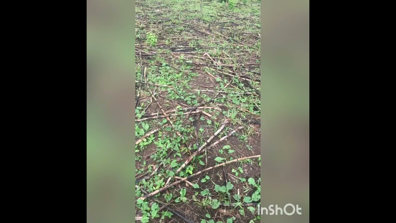 Warp cobra rifle modified hi LR .25 NSA 29gr