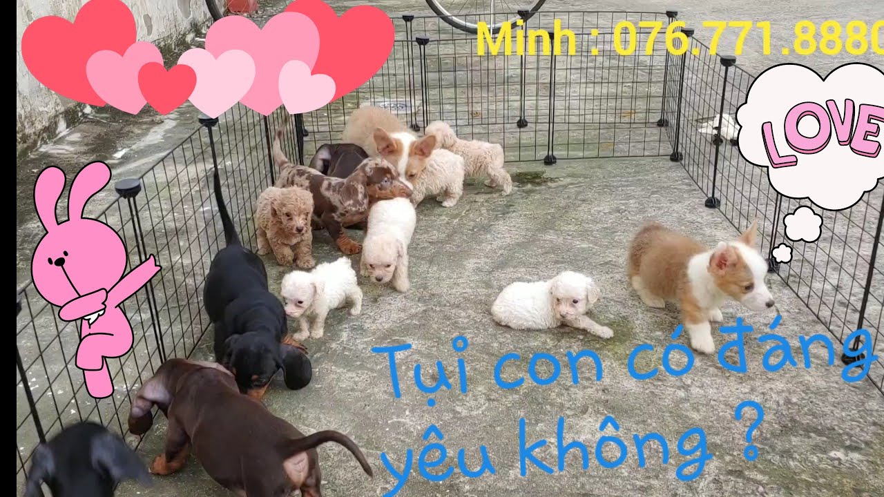Chó con đáng yêu nhà em. Corgi con , Lạp Xưởng con ,... - youtube