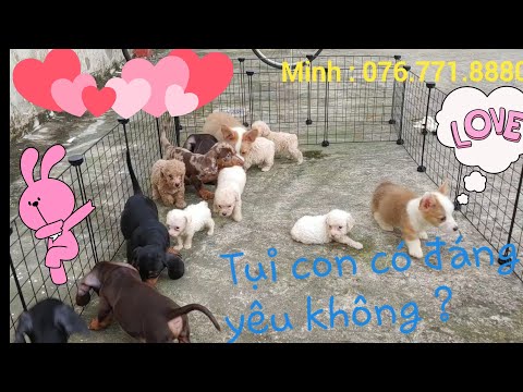Video Chó con đáng yêu nhà em. Corgi con , Lạp Xưởng con ,... - youtube