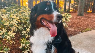 Chunky Bernese Mountain Dog Gets    Exercise update on Benny