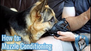 Muzzle Conditioning | Start to Finish: Getting Your Dog Comfortable Wearing a Muzzle
