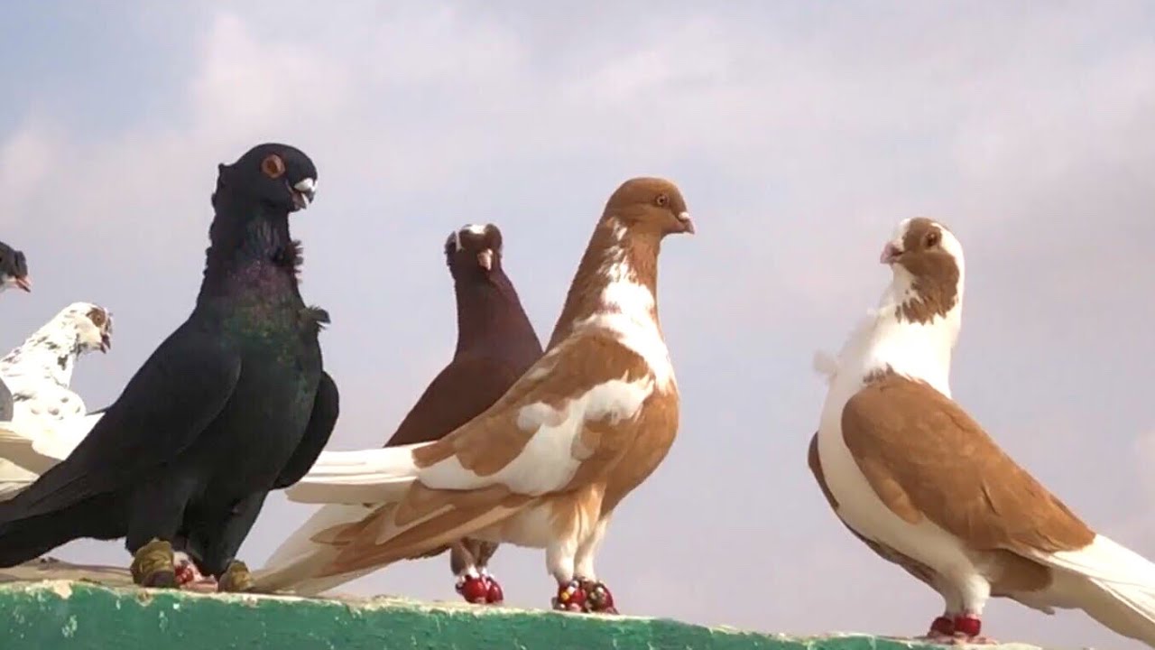 زودنه الحمام القوية واحلى ملعوب الصبح واجونه طيرين هديه