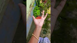 Famous Here's a tutorial for viral thread magic tricks. Net Worth