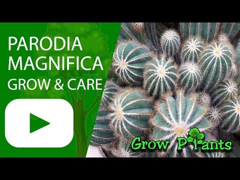 Video: Apa Itu Parodia Cactus – Informasi Tentang Menanam Tanaman Kaktus Bola