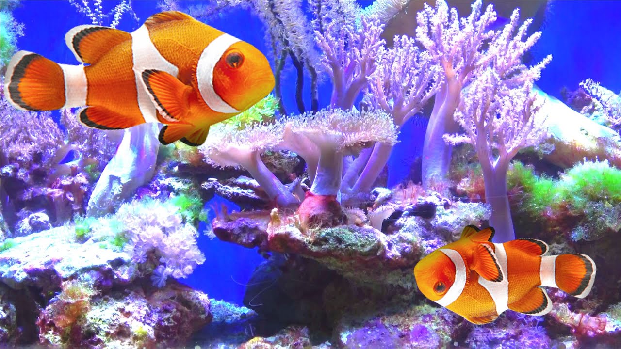 Такую АКУЛУ мы видели впервые! Акванариум в Праге разноцветные ...