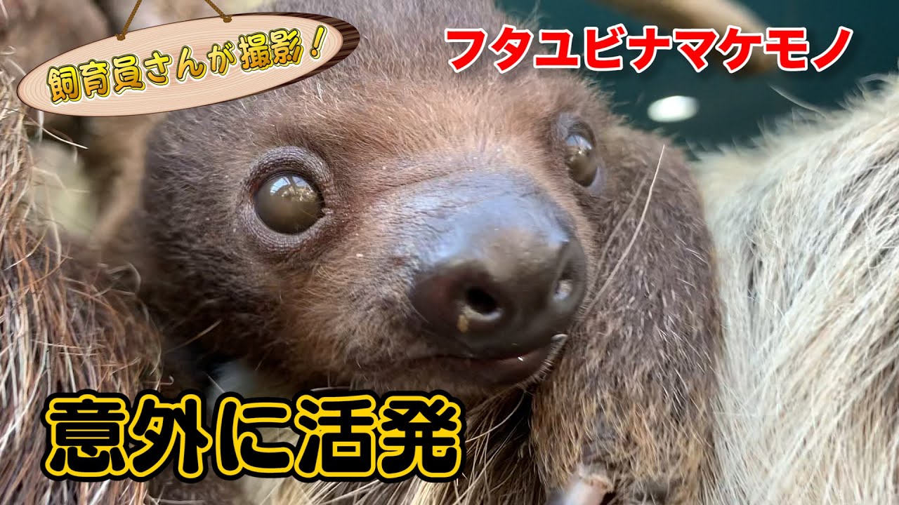 ナマケモノの赤ちゃん カメラに興味津々 Two Toed Sloth Youtube