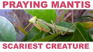 HUGE PRAYING MANTIS (close-up) - Scariest Creature in your Garden