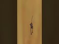 Can You Escape Microscopic CatNap Gmod