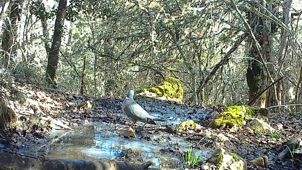 Un día en la charca (solognac bg500)