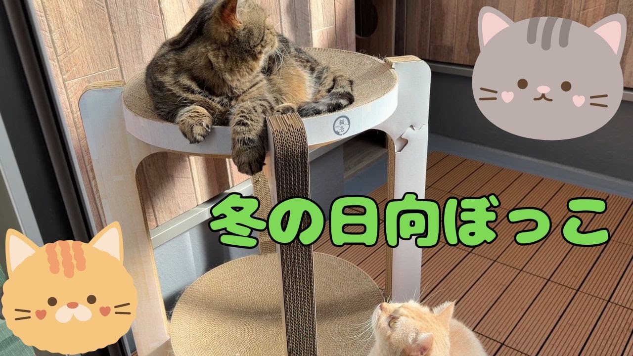 ♯262 冬の日向ぼっこ～兄弟猫の感じ方…