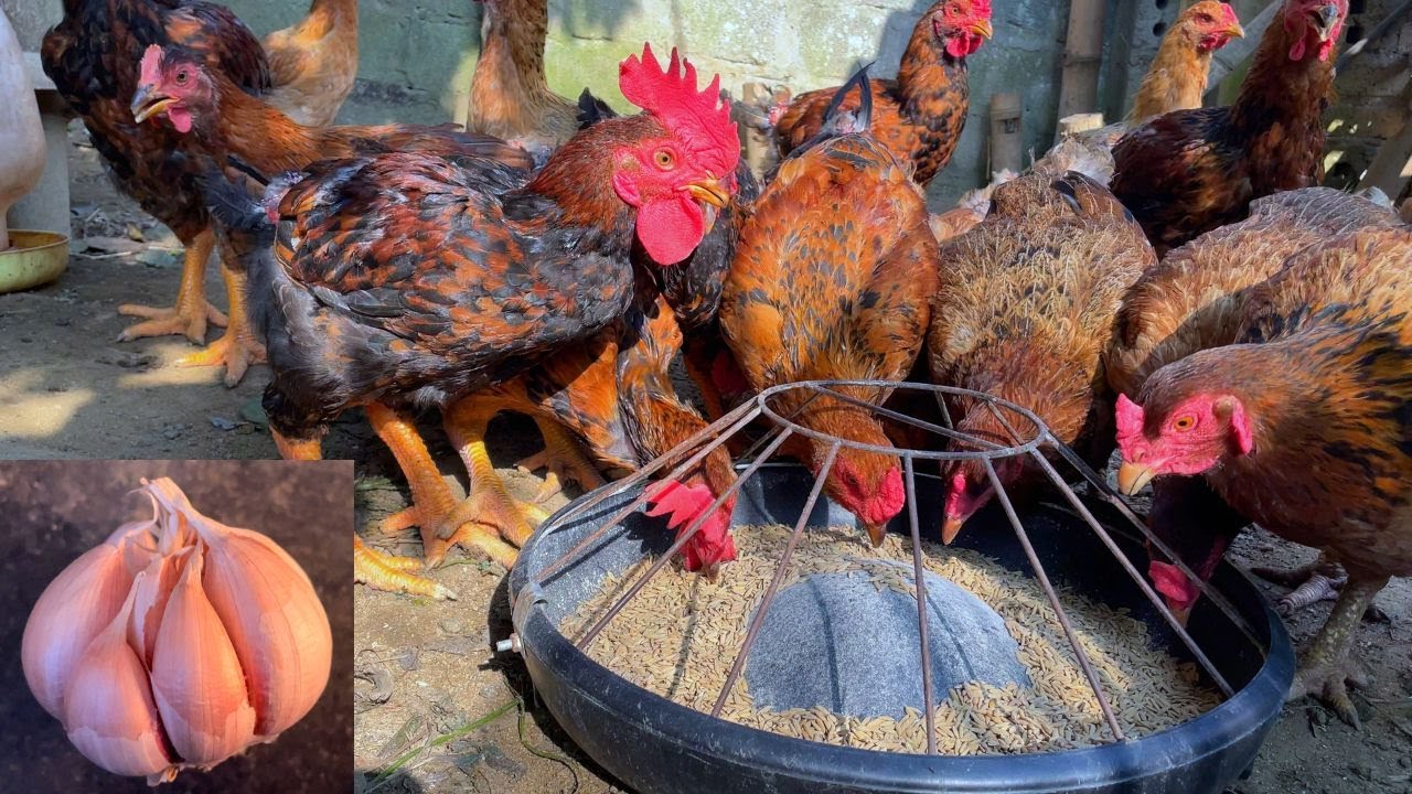 How to raise healthy chickens - DIY chicken feed - raise chickens at home
