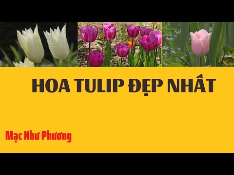 Video: Thối Trắng Của Hoa Tulip
