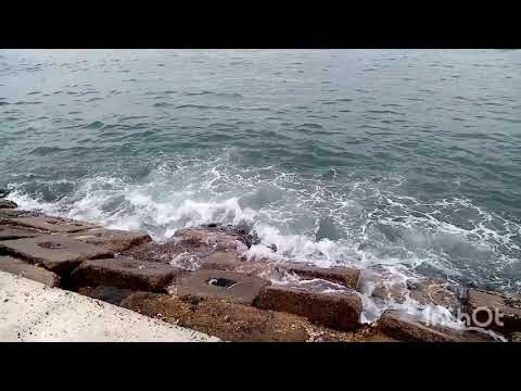 اجواء البحر في الشتاء وجمال اصوات طيور النورس