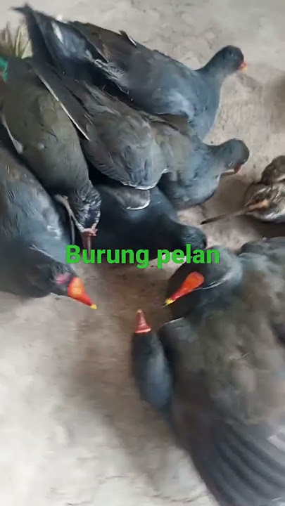 burung pelan