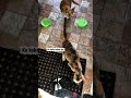 “Mama Eks sam di tungguin sama anabul sampai buka pintu