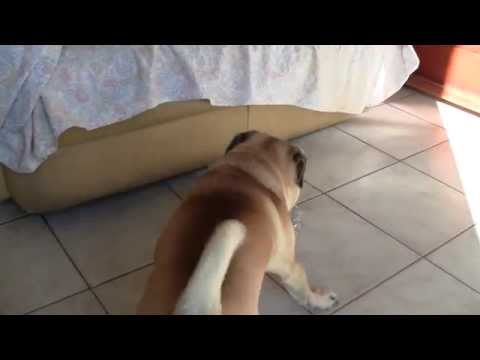 Pug dog playing with a Bottle (Cane Carlino)