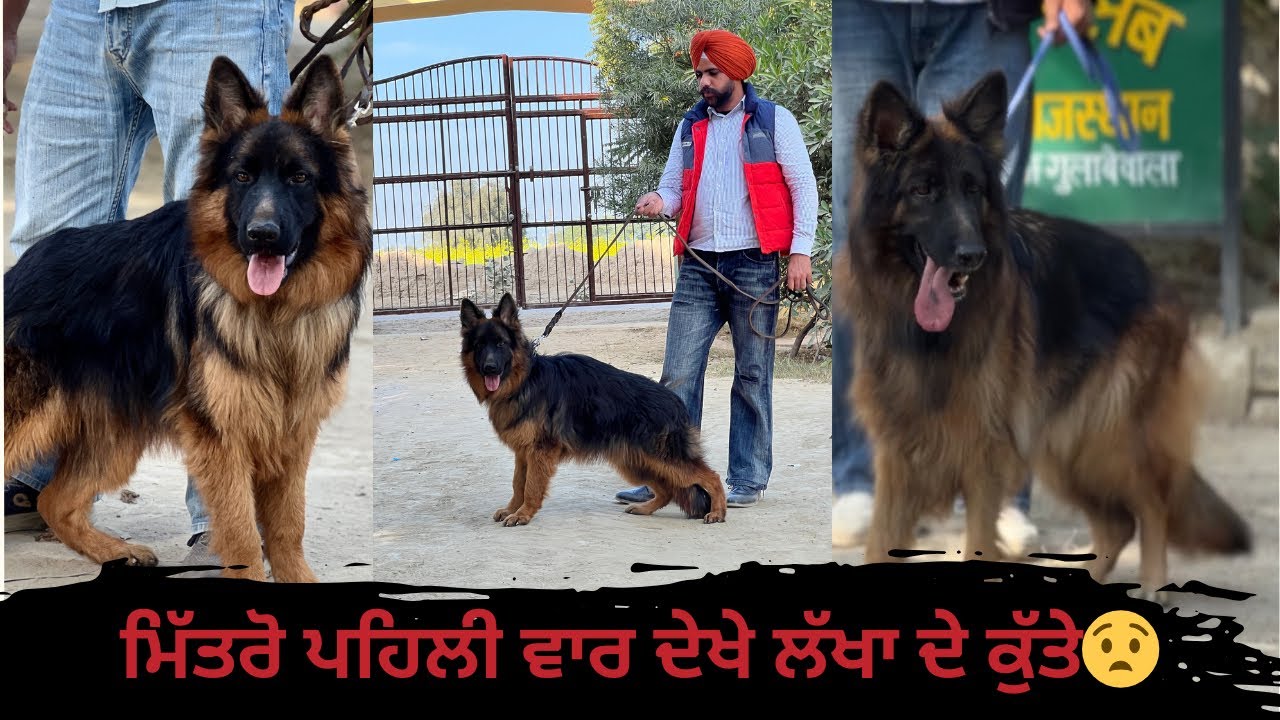 Germany Import Son 🔥Mr doller German Shepherd  [subscribe this channle]